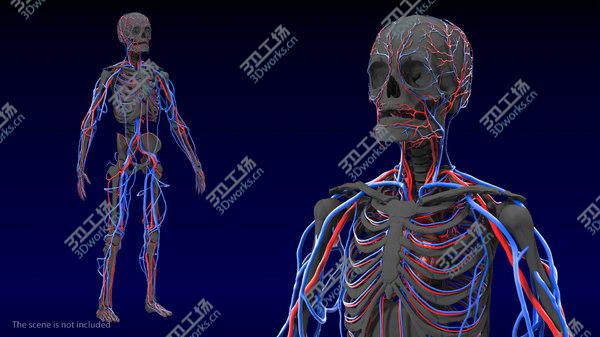images/goods_img/20210312/Human Cardiovascular System Full Body model/2.jpg